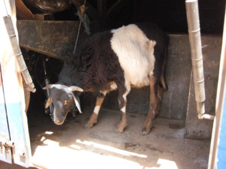 03 En Compagnie D Une Chevre
